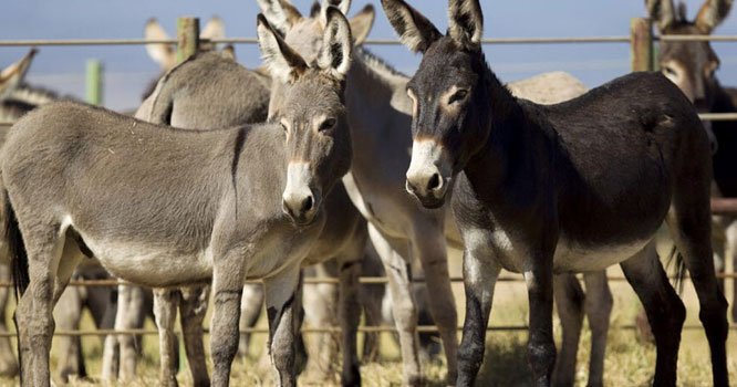 Why is China interested in importing donkeys from Pakistan? Increasing donkey demand in China causes prices of donkeys to hike in Pakistan