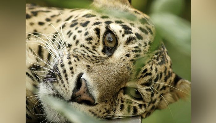 In rare appearance, leopards spotted in Islamabad's Saidpur