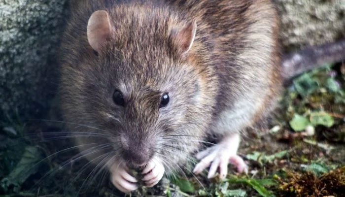 India police claims rats ate 500 kilos of confiscated marijuana India police claims rats ate 500 kilos of confiscated marijuana