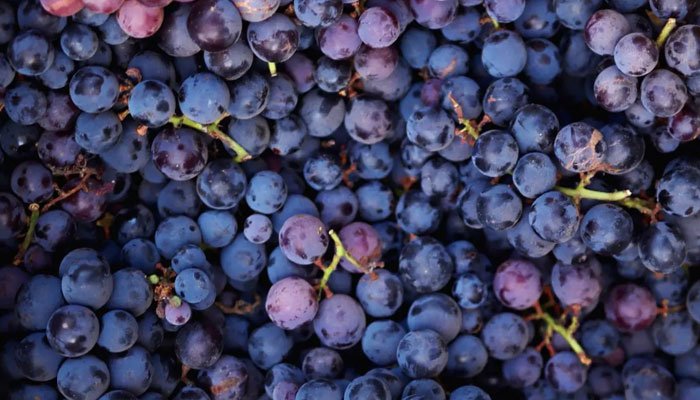 Could grapes work as sunscreens? Could grapes work as sunscreens?