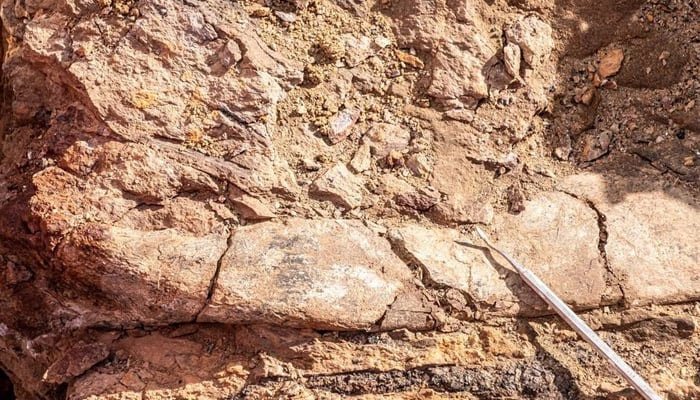 Scientists unearth megaraptors, feathered dinosaur fossils in Chile’s Patagonia Scientists unearth megaraptors, feathered dinosaur fossils in Chile's Patagonia