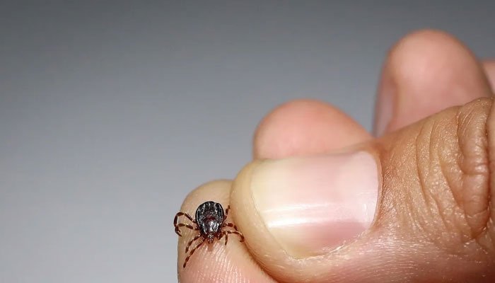 Quetta Reports First Congo Virus Death of 2025