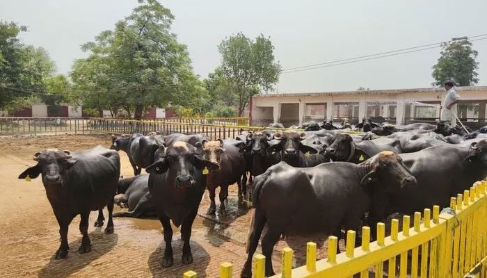 Man cuts off buffalo’s tongue for eating his fodder in Sargodha Man cuts off buffalo’s tongue for eating his fodder in Sargodha