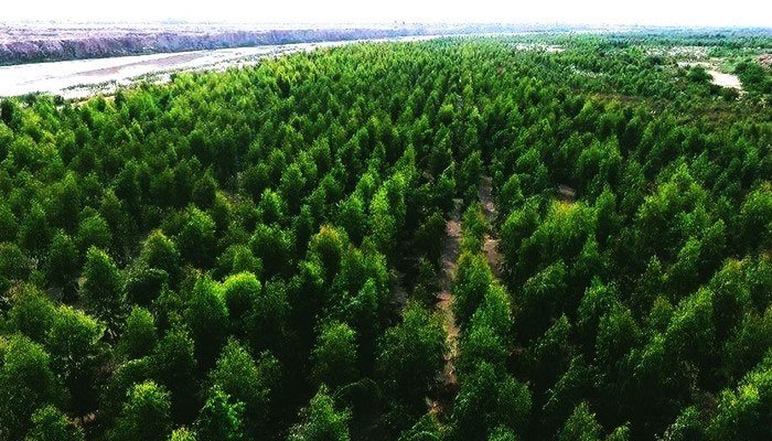 One billion trees target missed in KP due to insufficient funding