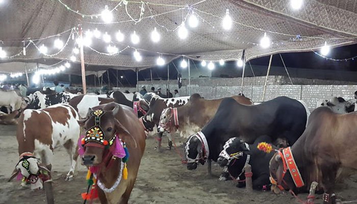 Eid-ul-Azha 2025: How Many Animals Were Sacrificed on Eid in Pakistan? Eid-ul-Azha 2025: How many Animals were sacrificed on Eid in Pakistan?