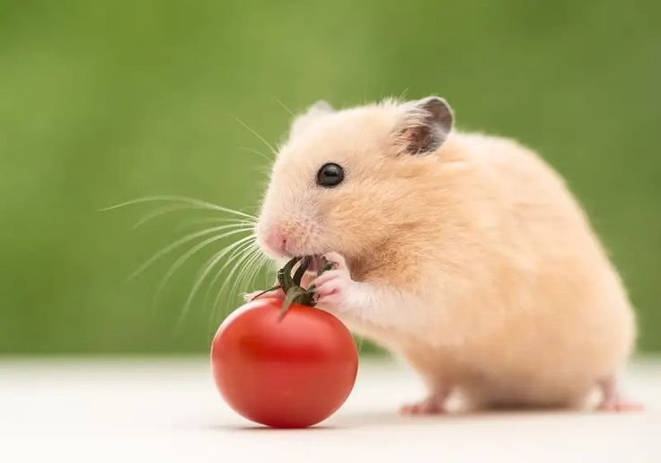 Can Hamsters Eat Tomatoes? Exploring Their Dietary Needs Can Hamsters Eat Tomatoes