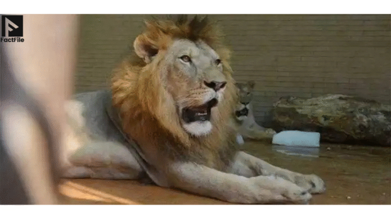 Illegal Lion Found in Car in Rawalpindi