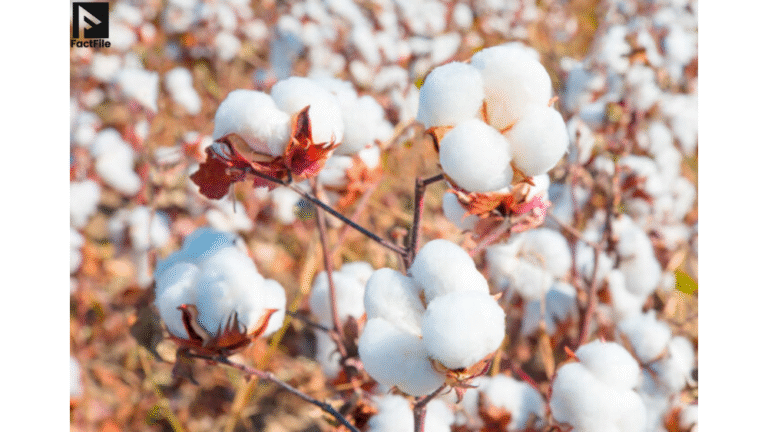 Punjab Issues Advisory to Save Cotton from Threat of Monsoon Rains Punjab Issues Advisory to Save Cotton from Threat of Monsoon Rains