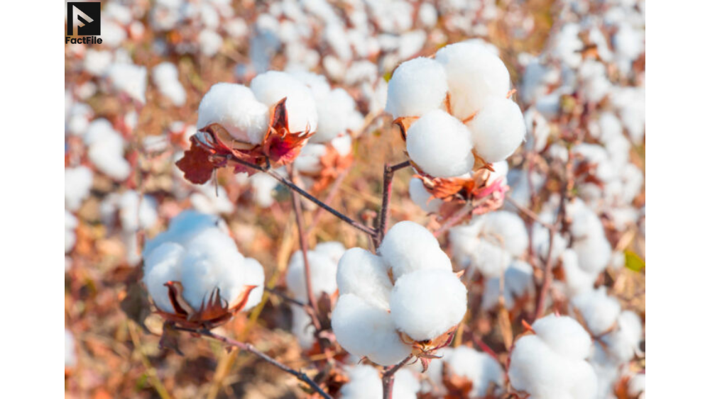 Punjab Issues Advisory to Save Cotton from Threat of Monsoon Rains
