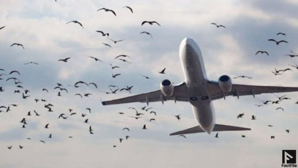 Skardu Flight Makes Emergency Landing After Bird Strike