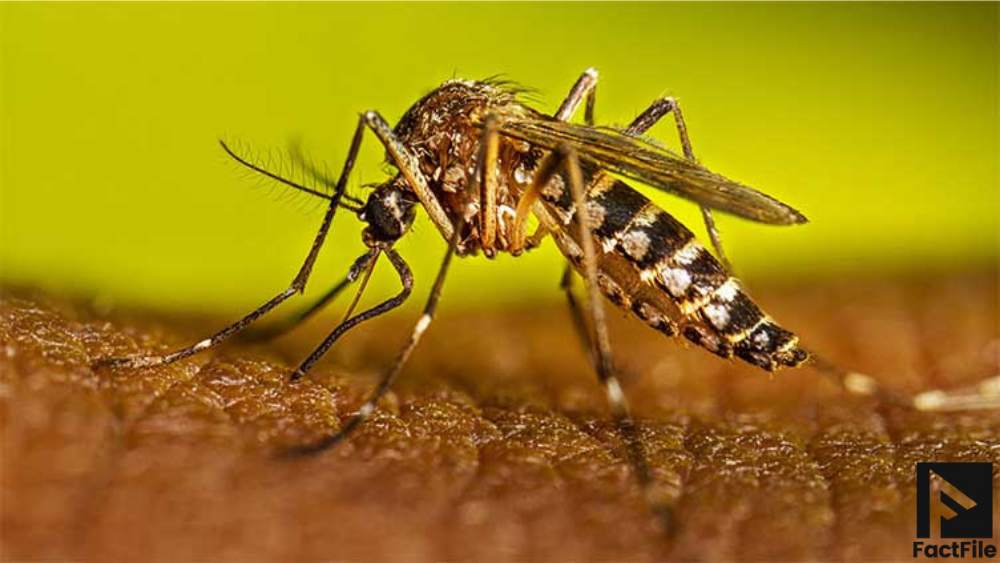 New Drug Turns Human Blood into Mosquito Killer