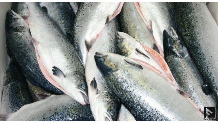 Pakistan’s Seafood Exports Jump to $465 Million