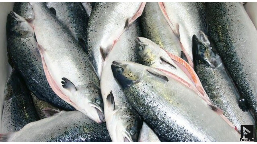 Pakistan’s Seafood Exports Jump to $465 Million