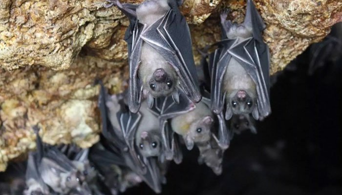 Australian Man Dies from ‘Extremely Rare’ Bat Bite Virus