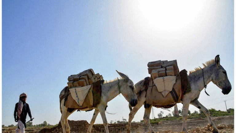 Punjab Has Highest Number of Donkeys in Country – PBS Report